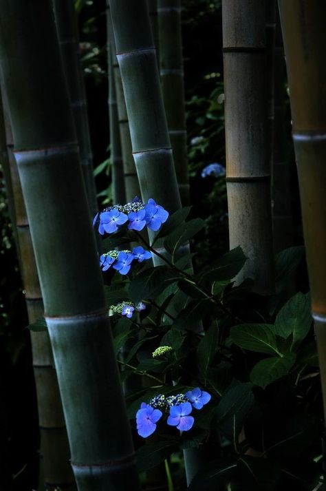 Bamboo Forest Japan, Bamboo Trees, Amazing Nature Photography, Japanese Landscape, Bamboo Forest, Bamboo Plants, Japan Photo, Henri Matisse, Japanese Garden