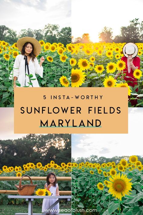 The best sunflower fields in Maryland and Northern Virginia.  These are the prettiest sunflowers in Maryland and perfect for photos for your Instagram.  Sunflowers Maryland, Sunflowers Virginia, Sunflower Field Maryland, Things to do in Maryland, Maryland activities with kids, Maryland Hikes Things To Do In Maryland, Maryland Day Trips, Maryland Travel, Travelling Usa, Usa Destinations, Spring Travel, Honeymoon Ideas, Dc Travel, Usa Travel Guide