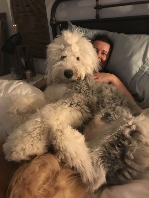 Aussiedoodle Haircut Styles, Sheepadoodle Grooming Styles, Doodle Grooming Styles, Cockapoo Haircut Styles, Aussiedoodle Haircut, Doodle Haircut Styles, Sheepadoodle Grooming, English Sheepdog Puppy, Big Fluffy Dogs