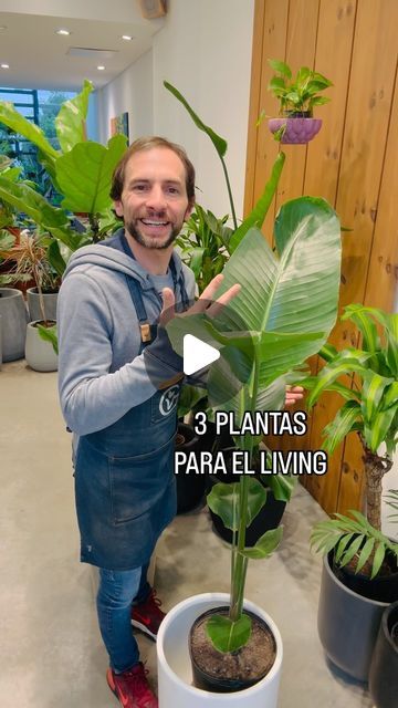 El VIVERO DE GUEMES on Instagram: "🌿 3 PLANTAS PARA EL LIVING 🏡.
Cada vez más la arquitectura moderna usa espacios abiertos para diagramar las casas! Estás 3 plantas son ideales para el living 🌈, porque son plantas protagonistas 🪴 y te ayudan a dividir los ambientes 🔥.
Panduratas, Strelitzias y Monsteras, son las que te recomiendo ⚡️. Divinas y súper fáciles de cuidar porque tienen mucha clorofila 🌴.
Contame cómo te va con las plantas en tu living 🙌🏻?.
HACE DE TU CASA UNA SELVA 🏝️.
.
.
.
.
.
.
#living #plantas #plantasdeinterior #deco #arquitectura" Ideas Para Decorar Living, Ideas Para Sala, Planta Interior, Plantas Interior, Agriculture, Plants, Floral, On Instagram