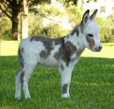 Miniature Donkeys Are Real and They're the Cutest Thing Ever Sicilian Donkey, Curious Animals, Pet Donkey, Miniature Donkeys, Mini Goats, Baby Donkey, Mini Donkey, Miniature Donkey, Cute Donkey