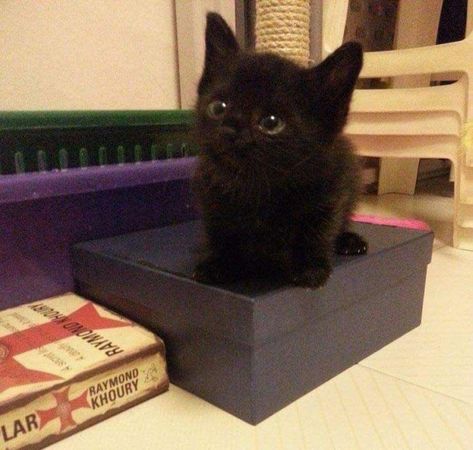 Kitten Food, Cute Cats Photos, Black Kitten, Cat Aesthetic, Cute Cats And Kittens, Oui Oui, Silly Cats, Pretty Cats