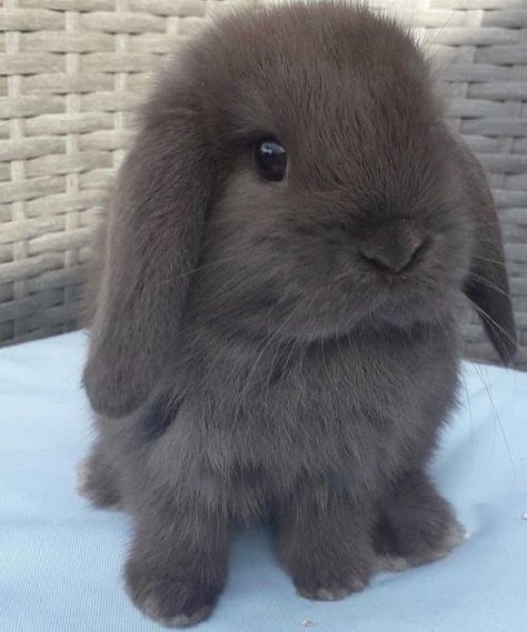 BEAUTIFUL MINI LOP BUNNIES 5 STAR HOMES ONLY for sale on Preloved How To Care For Bunnies, Mini Lop Bunnies, Bunny Supplies, Mini Lop Rabbit, Lop Bunnies, Holland Lop Bunnies, Bunny Room, Pet Bunny Rabbits, Mini Lop