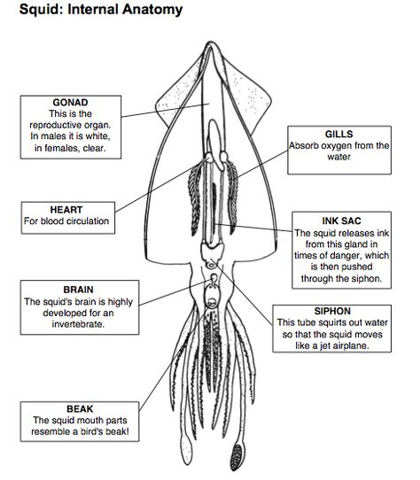 Please use the following information and links to answer your pre-lab questions. Dissection Safety Rules Conduct yourself in a responsible and safe manner at all times during the dissection. Wear... Squid Dissection, Nature Notebook, Dichotomous Key, Fourth Grade Science, Biology Worksheet, Shark Facts, Homemade Books, Marine Science, Animals Information