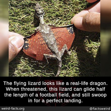 Weird Facts — mindblowingfactz: The flying lizard looks like a... Dragon Facts, Flying Lizard, Wow Facts, I Have Nothing, Animal Facts, Football Field, Lizards, The More You Know, Weird Animals