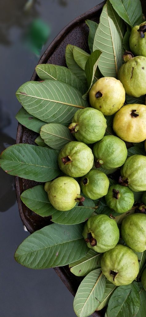 guava Guava Photography, Guava Wallpaper, Guava Aesthetic, Barbie Flowers, Vegetable Photography, Guava Plant, Pineapple Guava, Gold Wallpaper Phone, Guava Leaves