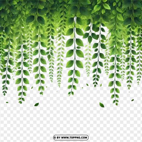 Green Png Background, Green Transparent Png, Leaf Png For Editing, Plant Transparent Background, Hanging Greenery, Leaf Png, Leaves Png, Leaf Images, Png Clipart