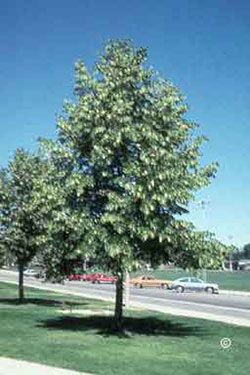 american linden Tree Transplanting, Linden Tree, Green Industry, Denver Botanic Gardens, Tree Roots, True Nature, Landscape Trees, Trees And Shrubs, Deep Green