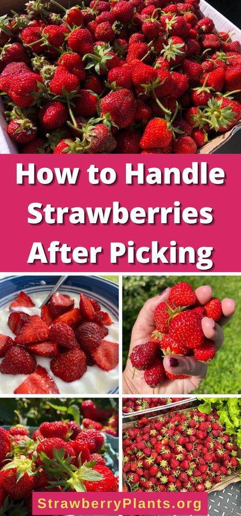 How to Handle Strawberries After Picking Fresh Picked Strawberry Recipes, Picking Strawberries, Strawberry Farm, Strawberry Picking, Strawberry Patch, Growing Strawberries, Berry Baskets, Strawberry Sauce, Red Strawberry