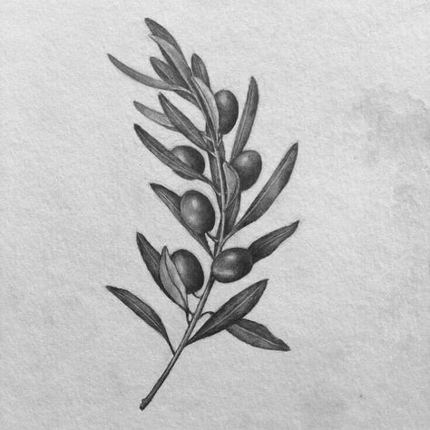 Needle Drawing, Plants Sketch, Drawing Mechanical, Sketch Realistic, Olive Tattoo, Plants Tattoo, Olive Branch Tattoo, Realistic Shading, Auckland Newzealand