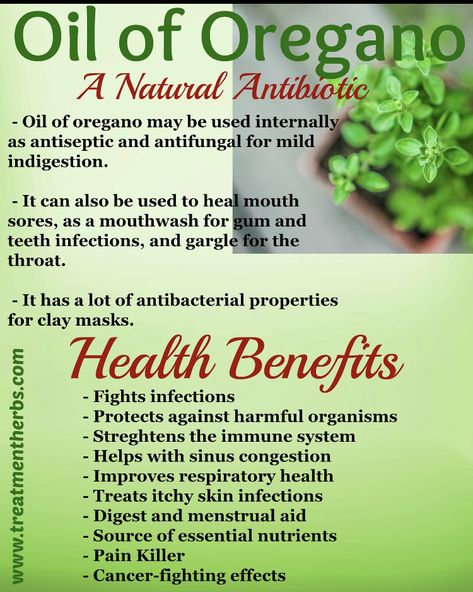 Benefits Of Oregano, Ginger Carrot Soup, Oil Of Oregano, Oregano Oil Benefits, Natural Antibiotic, Oregano Essential Oil, Oregano Oil, Natural Antibiotics, Herbal Healing