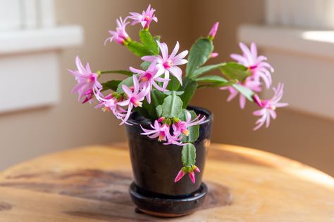 Cactus Propagation, Understory Plants, Christmas Cactus Care, Types Of Houseplants, Easter Cactus, Thanksgiving Cactus, Holiday Cactus, Air Plants Care, Cactus Care