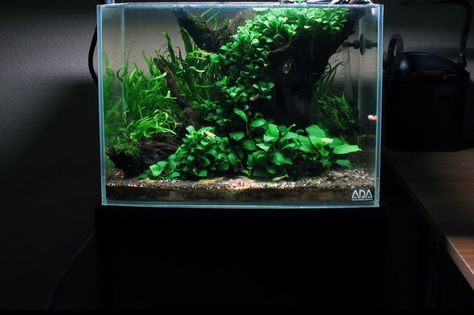 Low Light Aquarium Plants, Low Tech Planted Aquarium, Aquascape Diy, Aqua Plants Fish Tanks, Aquatic Plants Aquarium, Fluval Chi Aquascape, Tropical Fish Tanks, Aquascape Design, Nano Aquarium