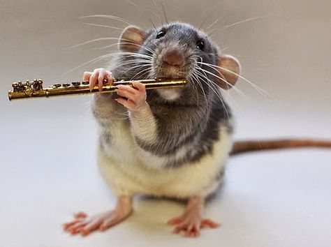 Design Stack: Musical Rats Cello Player, Playing Musical Instruments, Trumpet Player, Flute Player, Jam Session, Band Kid, A Rat, Cute Rats, Piano Player