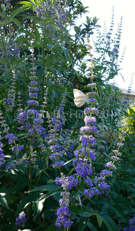 If you garden in zone 6 or warmer and your garden doesn't include Vitex agnus-castus—commonly known as chaste tree, or Texas lilac, or just vitex—I'm here to make the case for adding one to your shopping list this season. Reason No. 1: Hello, look at those spectacular purple blooms (here on the cultivar "Shoal Creek"). They practically cover this large shrub/small tree. (I have seen vitex close to 20 feet high at the Atlanta Botanical Garden, but they are easy to keep smaller.) And, if… Vitex Tree, Tropical Garden Plants, Vitex Agnus Castus, Agnus Castus, Chaste Tree, Atlanta Botanical Garden, Home Improvement Ideas, Flowers Gardening, Wallpaper Project