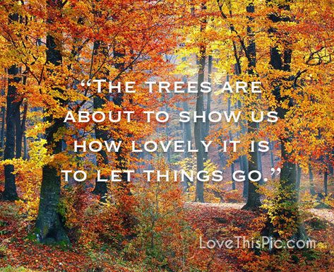 The trees are about to show us The Trees Are About To Show Us, The Leaves Are About To Show Us, Quotes About Trees, Nature Thoughts, Fall Calendar, Nature Quotes Trees, October Is Here, Autumn Poems, Inspirational Quotes Bible