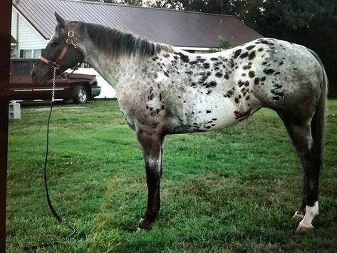 Black Appaloosa, Appolusa Horse Pictures, Horse Appaloosa, Rare Horse Colors, Snowflake Appaloosa, Black And White Appaloosa, Leopard Blanket, Black Blanket Appaloosa, Semi Leopard Appaloosa