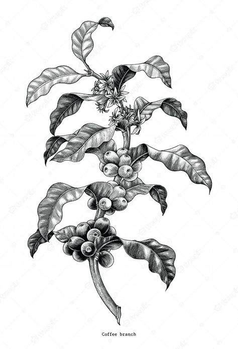 Coffee Branch Illustration, Coffee Branch Tattoo, Coffee Plant Drawing, Blueberry Branch, Coffee Art Drawing, Tattoo Cafe, Arte Jazz, Coffee Tattoo, Drawing Vintage