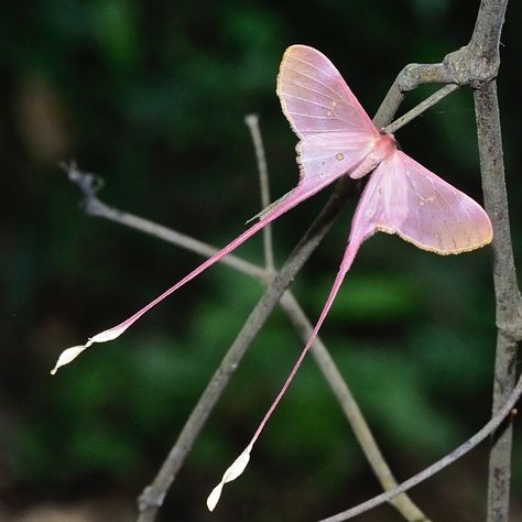 Pink silk moth (Eudaemonia argus). Native to africa. Long Tail Burnet Moth, Pink Silk Moth, Moth Aesthetic, Beautiful Moths, Silk Moth, Cute Bugs, Pink Moth, How To Remember, Cute Moth