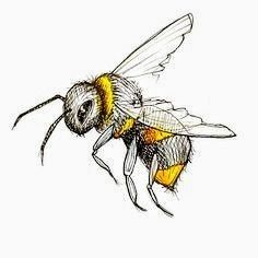 Bee Drawing Color, Insect Drawing Simple, Honeybee Drawing, Bee Drawing Simple, Honey Bee Life Cycle, Bee Sketch, Honeybee Art, Bee Drawing, Bee Painting