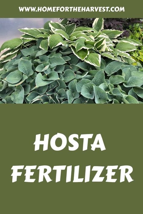 Hosta fertilizer Fertilizer For Hostas, Hostas Plants, Chicken Manure, Foliar Spray, Hosta Plants, Organic Mulch, Fertilizer For Plants, Soil Testing, Peat Moss