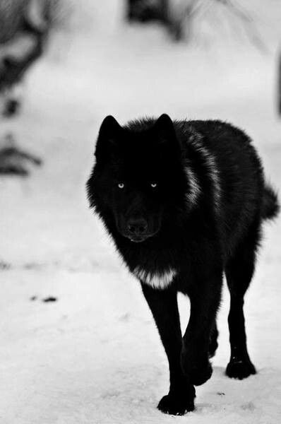 Black wolf white snow Wolf Core, Wolf Hybrid, Wolf Love, Wolf Pictures, Wolf Spirit, Beautiful Wolves, Bad Wolf, Wild Dogs, Black Wolf