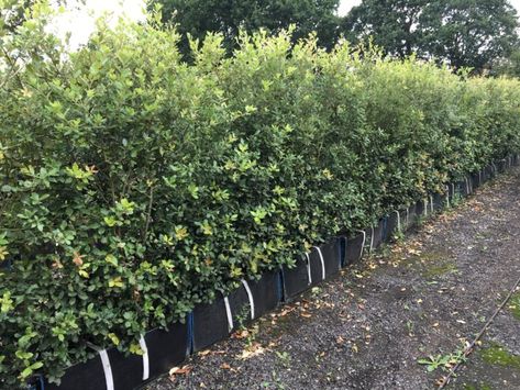 Holm Oak Instant Hedge - Quercus ilex mature hedging | Practicality Brown Holm Oak, Dark Red Brown, Evergreen Trees, Air Pollution, Oak Tree, Hedges, Pollution, Trees To Plant, Green Leaves