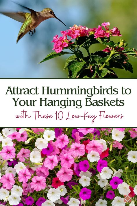 Learn how to attract hummingbirds to your garden with these 10 low-key flowers perfect for hanging baskets. These easy-to-grow plants will transform your outdoor space into a hummingbird paradise, providing food and beauty all season long. Start your hummingbird garden today with these expert flower choices! Flowers To Attract Hummingbirds, Plants To Attract Hummingbirds, Salvia Greggii, Hummingbird Plants, Attract Hummingbirds, Backyard Dreams, Aerial Acrobatics, Hummingbird Flowers, Hanging Flower Baskets