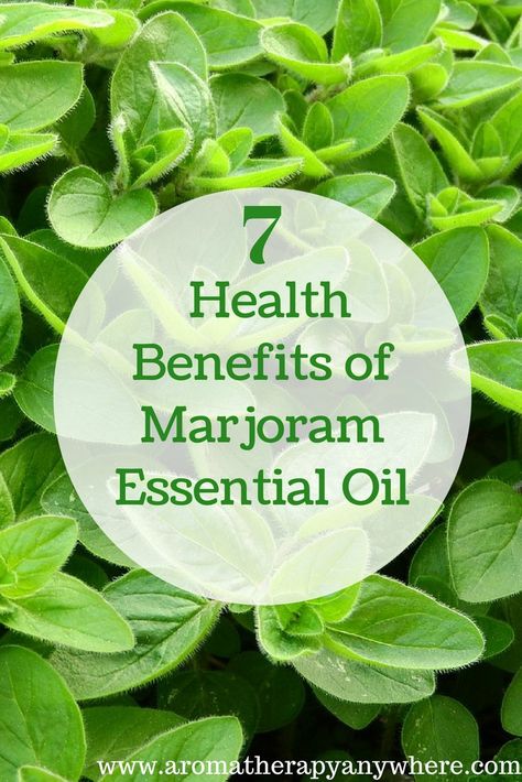 7 Powerful Properties & Benefits Of Marjoram Essential Oil - Aromatherapy Anywhere Sweet Marjoram Essential Oil Uses, Essential Oils Chakras, Herbalist Aesthetic, Essential Oils For Chakras, Natural Diy Products, Sweet Marjoram, Mediterranean Herbs, Aromatherapy Diy, Natural Soaps Recipes