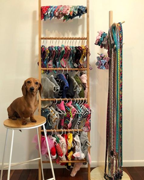 Dog Wardrobe, Pet Store Display, High Dog, Kmart Hack, Dog Closet, Dog Luxury, Dog Lifestyle, Dachshund Funny, Dog Business