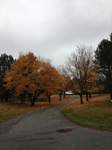 Dreary Fall Aesthetic, Aesthetic Autumn Leaves, Fall Halloween Aesthetic, Spooky Halloween Aesthetic, Aesthetic Fog, Fog Aesthetic, Aesthetic Trees, Fall Landscapes, Aesthetic Spooky