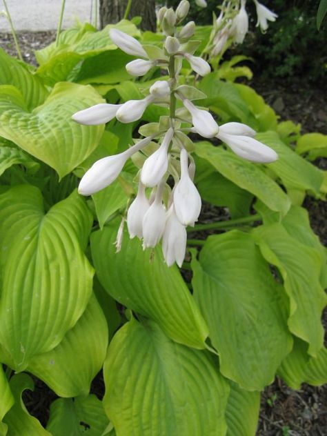 Hosta siebold 'Frances Williams' Plantain Lily | Kingsbrae Garden | Flickr Plantain Lily, Lily, France, Plants