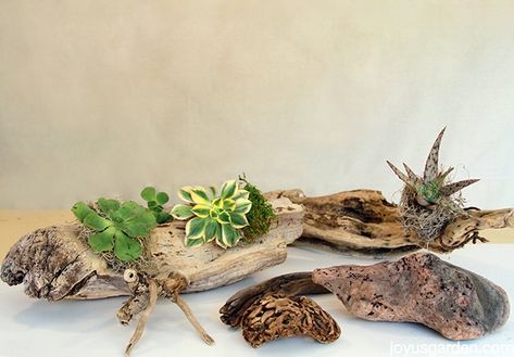 Air Plants Diy, Wood Succulent Planter, Driftwood Planters, Succulent Display, Succulent Planter Diy, Driftwood Diy, Buy Succulents, Succulent Cuttings, Succulent Centerpieces