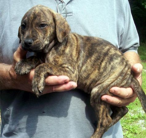 Brindle Dog, Walker Hound Dog, Plott Hound Puppy, Putrid Hound, Black And Tan Bloodhound, Beagle Hound Mix Dog, Plott Hound, Treeing Walker Coonhound, Hound Puppies