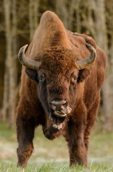 Nature Wallpapers Aesthetic, European Animals, Bison Pictures, Aesthetic Wildlife, Bison Photography, European Bison, Bialowieza Forest, Buffalo Animal, Bison Art