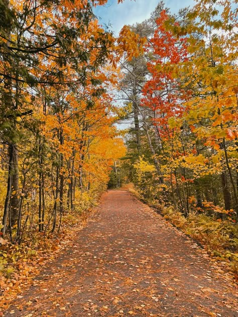 fall leaves trees aesthetic path walk autumn Fall Walk Aesthetic, Autumn Walk Aesthetic, Fall Aesthetic Trees, Fall Trees Aesthetic, Fall Running, Trees Aesthetic, Fall Walk, Autumn Walk, Fall Mood Board