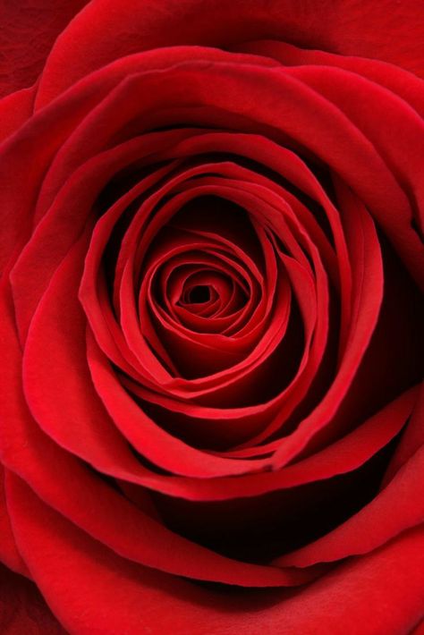 Best Flower Wallpaper, Red Roses Wallpaper, Silence Is Golden, Roses Wallpaper, Rose Rouge, Romantic Roses, Sister Love, Rose Wallpaper, Wall Deco