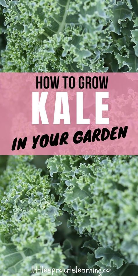 How To Grow Kale, Grow Kale, Plants In Containers, Kale Plant, Gemüseanbau In Kübeln, Growing Kale, Preschool Garden, Garden Remedies, Plant Mama