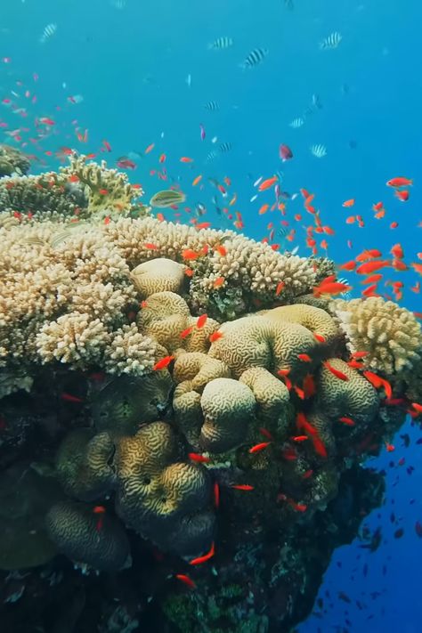 Red Sea - Coral Reef ) Red Sea Coral Reef, Sea Coral, Red Sea, Coral Reef, Coral, Red