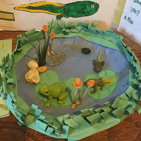 Frog Lifecycle Craft, 3d Frog Life Cycle Craft, Frog Life Cycle Craft, Life Cycle Of A Frog, 3d Frog, Frog Craft, Frog Activities, Frog Life Cycle, Life Cycle Craft