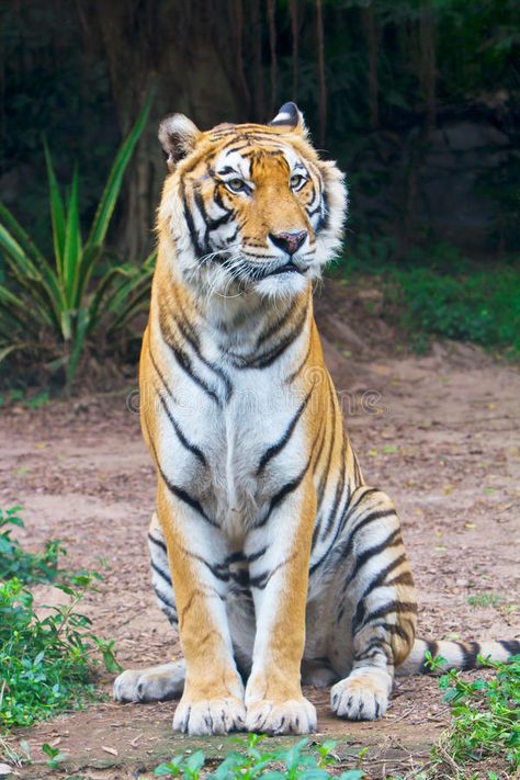 Tiger sitting. A Bengal tiger is sitting on the ground , #Sponsored, #sitting, #Tiger, #Bengal, #ground, #tiger #ad Tigers Photos, Cats Reference, Tiger Sitting, Tiger Photo, Tiger Photography, Tiger Pictures, Cat Reference, Bengal Tiger, Tiger Art