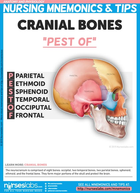 Cranial Bones: “PEST OF”  The neurocranium is comprised of eight bones: occipital, two temporal bones, two parietal bones, sphenoid, ethmoid, and the frontal bone. They form major portions of the skull and protect the brain.  For more nursing mnemonics, visit: http://nurseslabs.com/anatomy-and-physiology-nursing-mnemonics-tips/ Cranial Bones, Frontal Bone, Medical Mnemonics, Nursing Mnemonics, Basic Anatomy And Physiology, Nursing School Studying, Nursing School Tips, Nursing School Notes, Medical School Studying