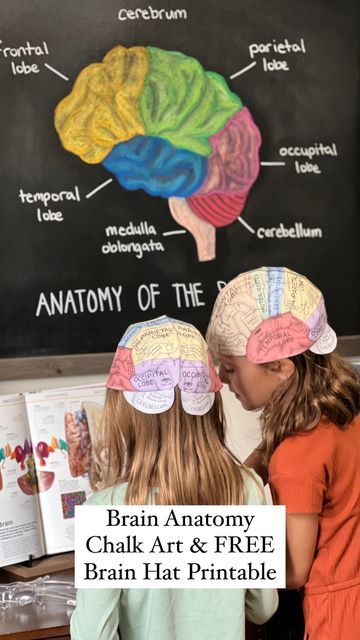 Play Dough Brain Model, Brain Hat Printable Free, Nervous System Craft, Brain Hats, Human Body Homeschool, Brain Hat, Homeschool Science Projects, Human Body Crafts, Hat Printable