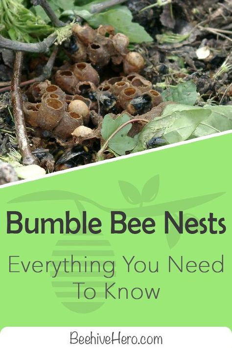 Bumble Bee Nest, Backyard Beehive, Honey Bee Facts, Bee Nest, Garden Critters, Bee Friendly Garden, Raising Bees, Sabbath School, Bee Hotel