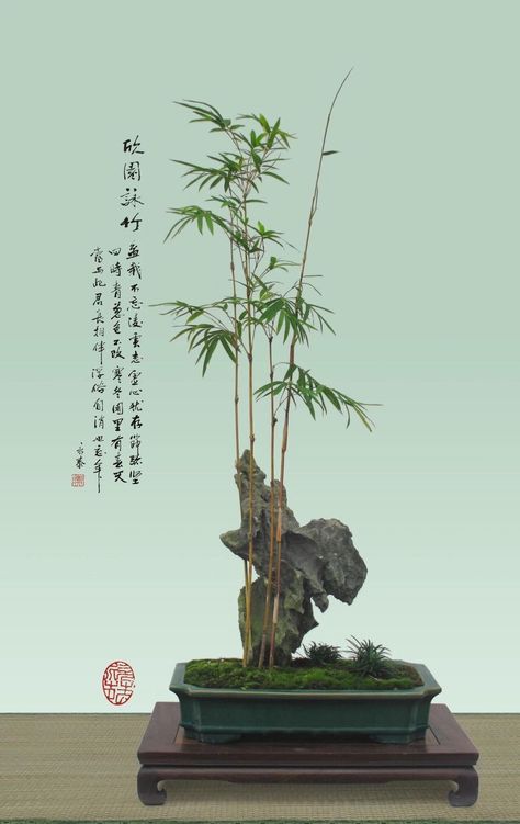 Bamboo Bonsai, Garden Bonsai Tree, Wabi Kusa, Bonsai Forest, Mame Bonsai, Bonsai Tree Care, Beautiful Terrariums, Zen Garden Design, Succulent Bonsai