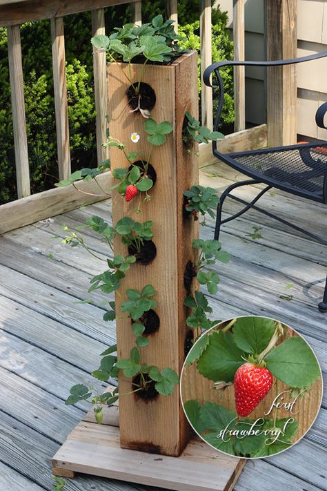 Diy Strawberry Planter, Hilarious Messages, Strawberry Planter, Strawberry Tower, Vertical Vegetable Gardens, Message Text, Strawberry Planters, Vertical Vegetable Garden, نباتات منزلية