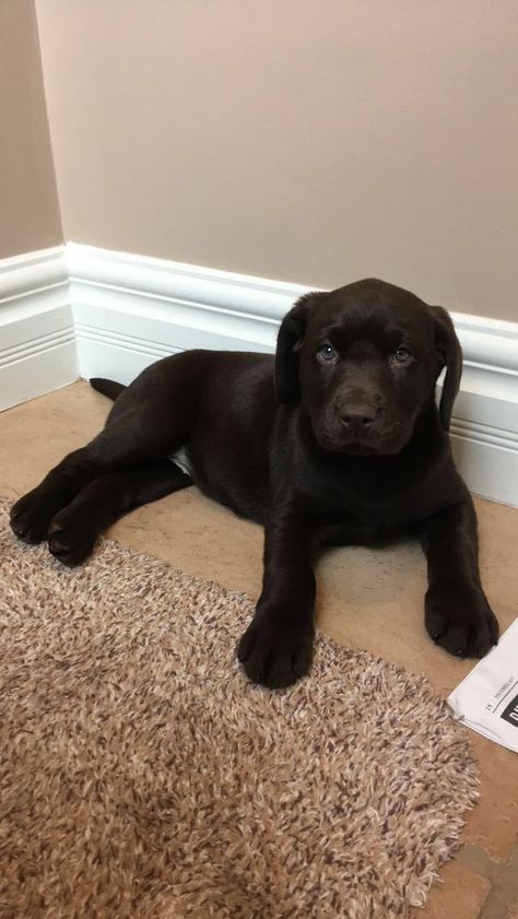 Cute Chocolate lab puppy Cute Chocolate Lab, Puppy Necessities, Chocolate Lab Puppy, Dogs Images, Chocolate Lab Puppies, Cute Chocolate, Chocolate Labs, Cute Dogs Images, Lab Puppy