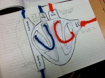 Biology Basics, Human Body Projects, Human Body Activities, Heart Model, Human Body Unit, 7th Grade Science, 4th Grade Science, 6th Grade Science, 5th Grade Science