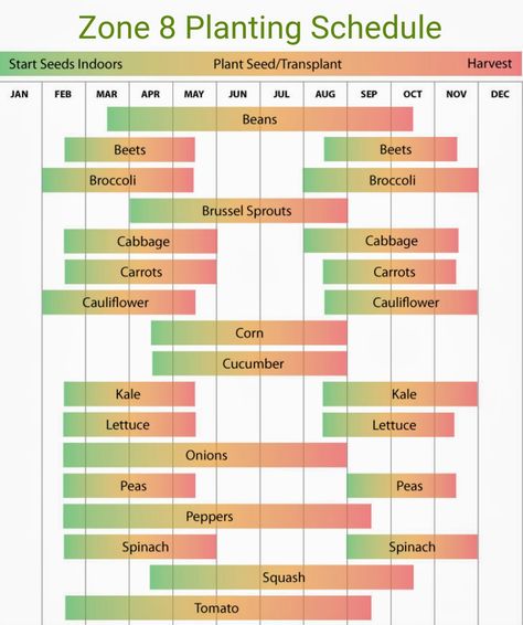 Zone 8 planting chart Zone 8 Container Gardening, What To Plant August Zone 8, Zone 8 Garden Plans, Fall Vegetables To Plant In Zone 8, Fall Vegetable Gardening Zone 8, Zone 8 Gardening Vegetables, Zone 8b Planting Schedule Flowers, Fall Planting For Zone 8, Zone 8 Fall Garden