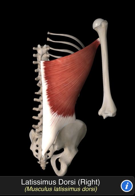 Musculus Latissimus Dorsi Lattisimus Dorsi Muscle, Human Body Muscles, Body Muscle Anatomy, Human Muscle Anatomy, Neck Muscles, Human Tissue, Latissimus Dorsi, Human Body Anatomy, Medical School Inspiration